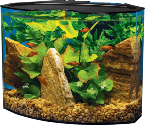 Tetra 5 Gallon Aquarium Kit with fish and decoration